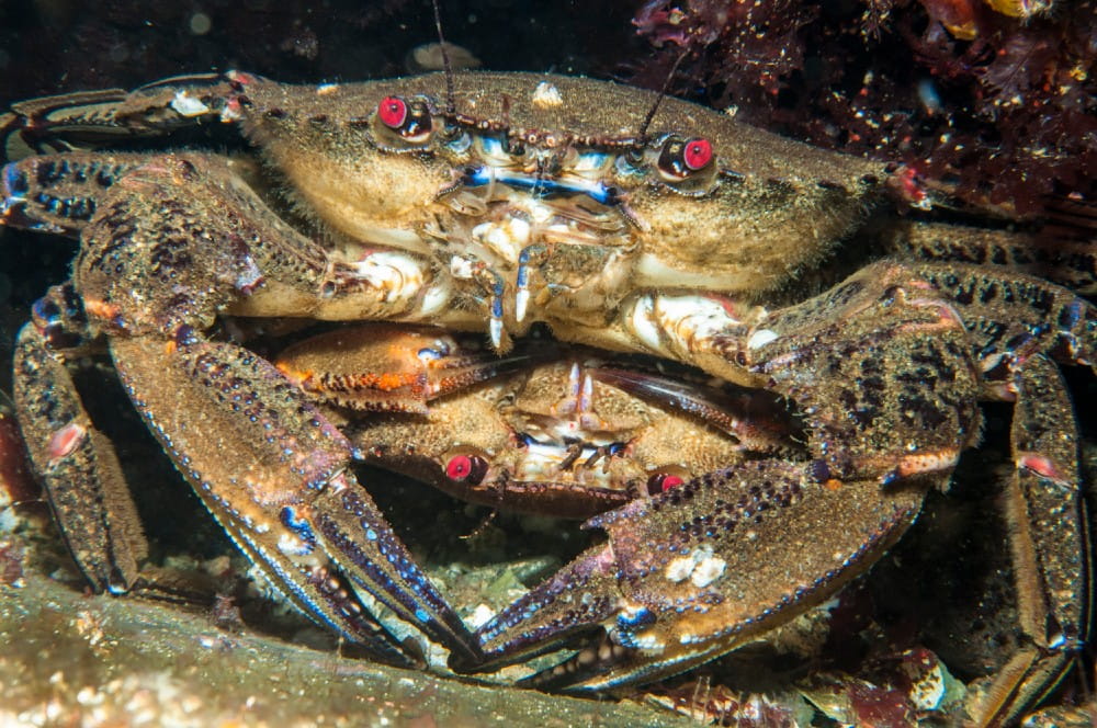 Two velvet swimming crabs <em>(Necora puber)</em>