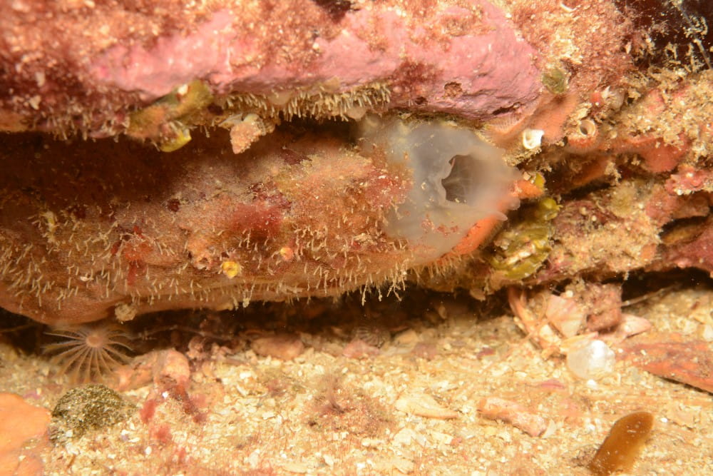 A closeup of a small rock-encrusting fauna community, including red coralline algae, sponges and bryozoans