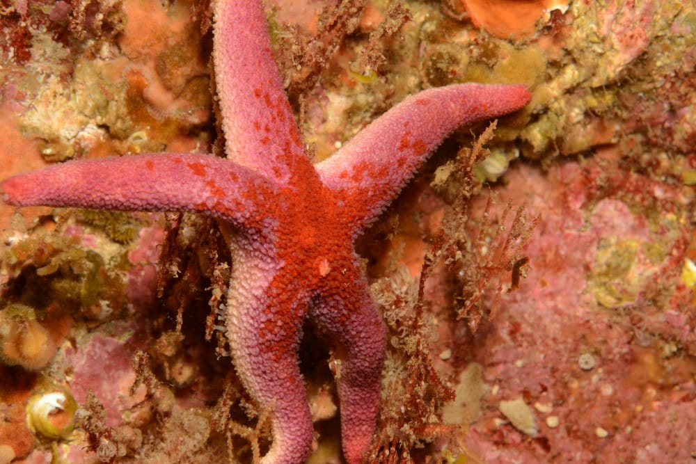 A Bloody Henry starfish <em>(Henricia sp.)</em> among encrusting fauna