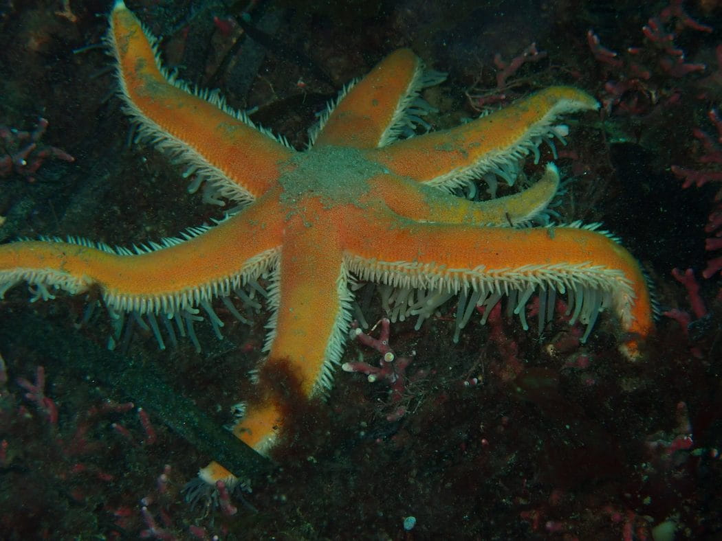 A seven-armed starfish <em>(Luidia ciliaris)</em> crawling over maerl, with its tube feet clearly visible