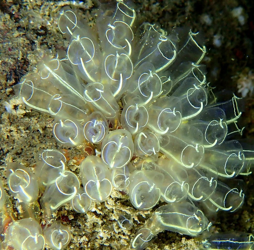 A large cluster of translucent lightbulb sea squirts <em>(Clavelina lepadiformis)</em>.